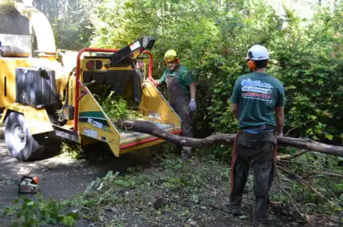 tree services Cave Spring